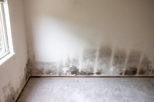 Mold Remediation for Vacation Homes in Germantown, OH